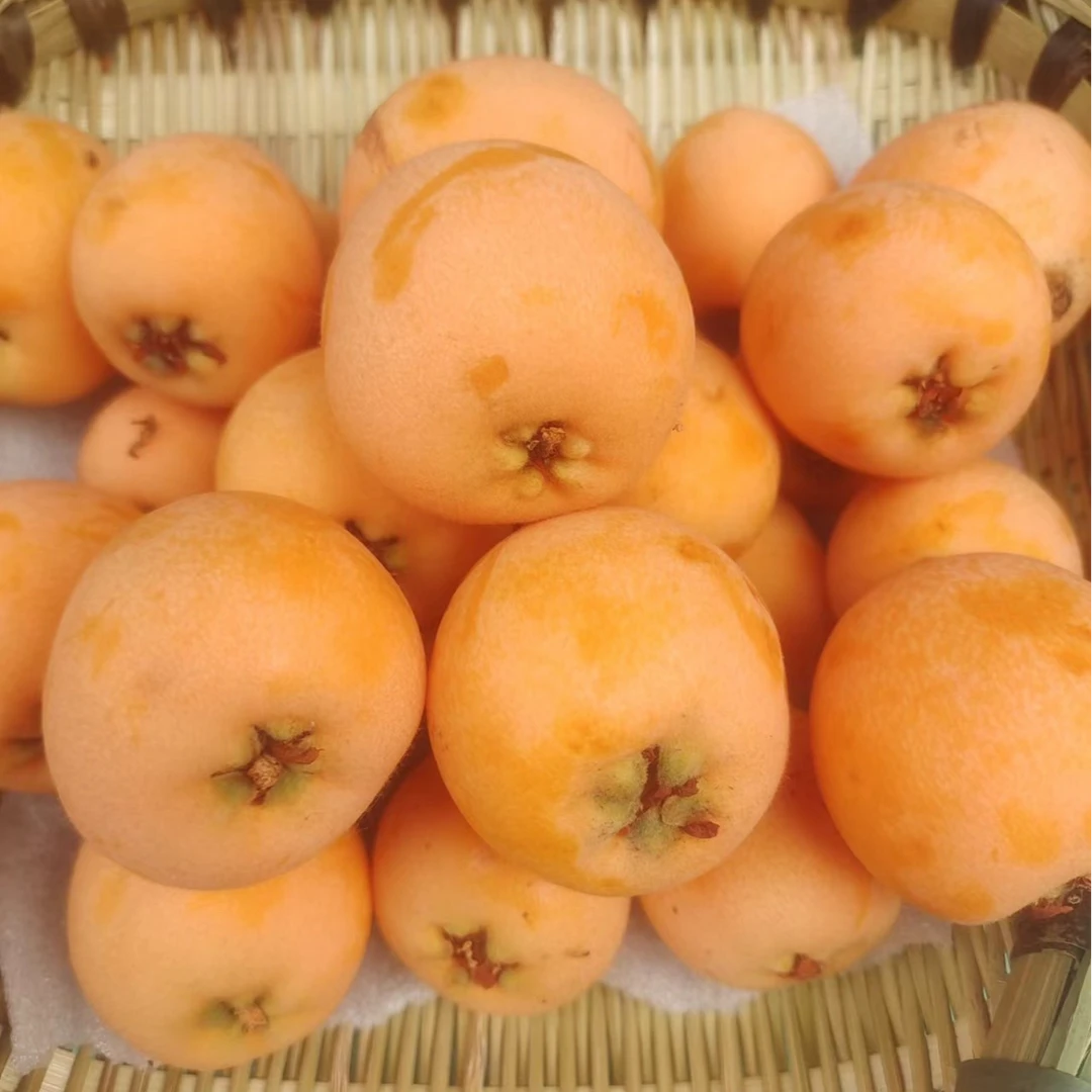 DP品质手选龙泉大五星多汁水润饱满现摘新鲜当季整箱发货当季琵琶