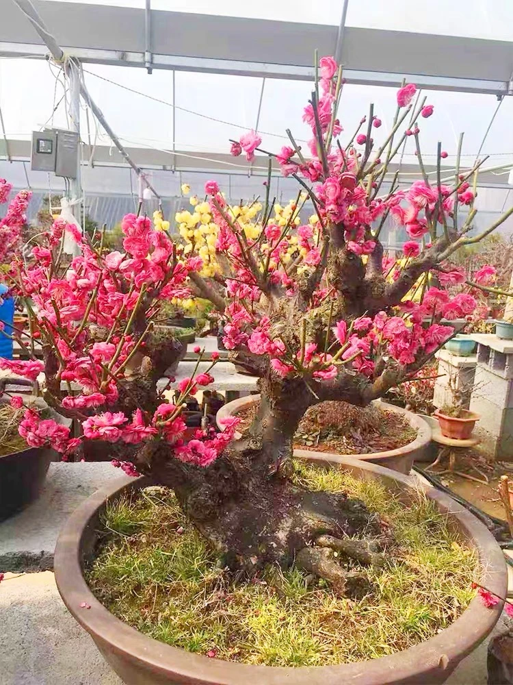 【1直播间一物一拍】朱砂骨里红梅花盆景老桩提根造型盆栽
