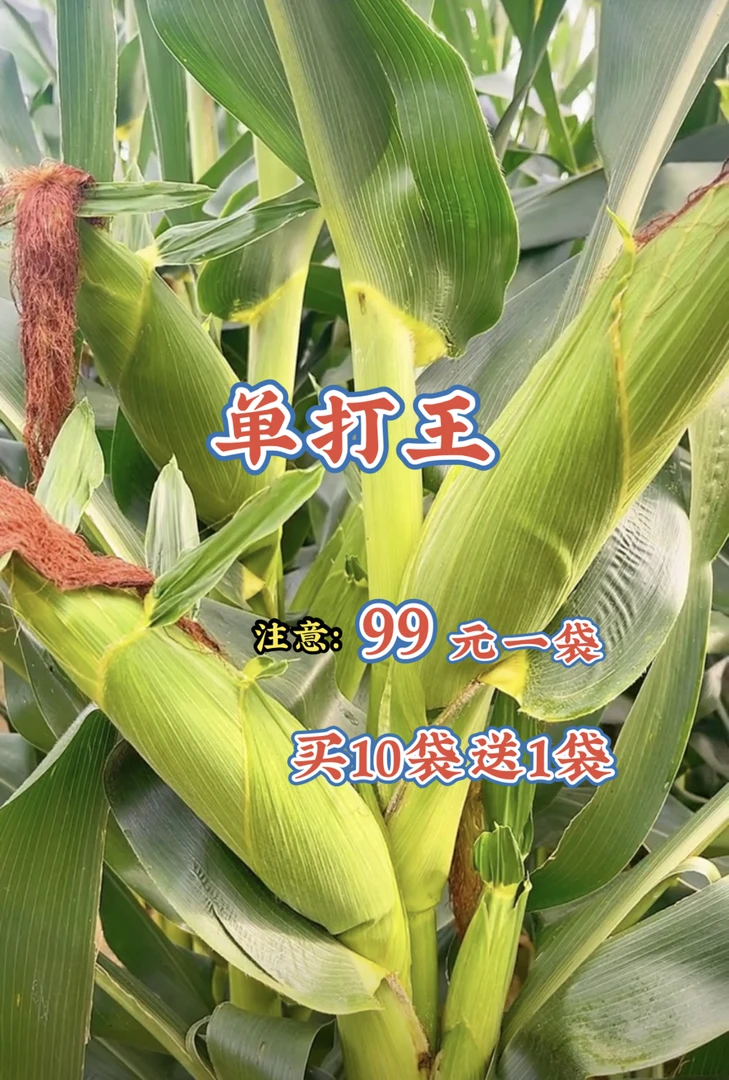 绿植（高产品种）爽