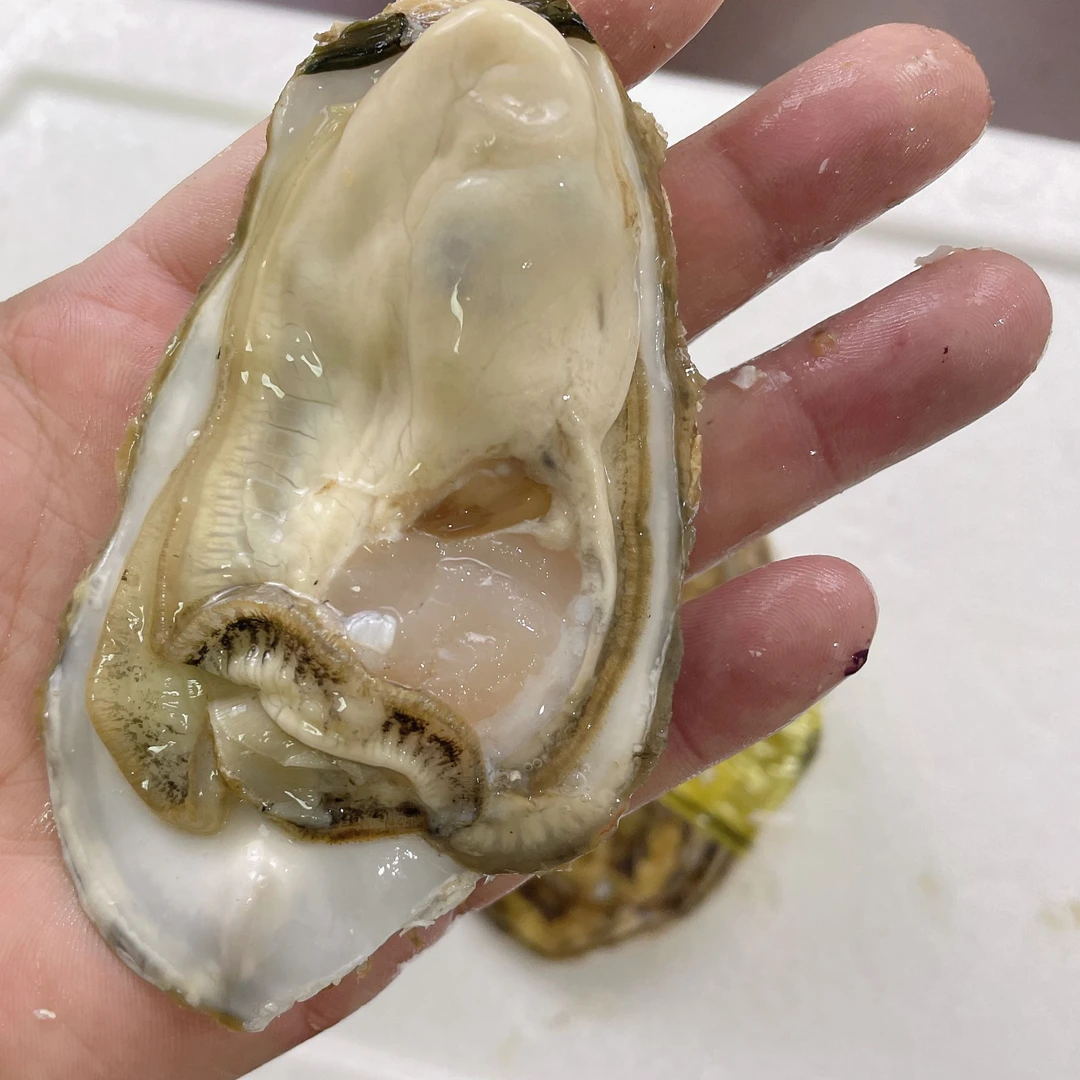 5两生蚝（到家少量吐水）