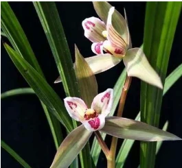 春剑-如意三宝1苗