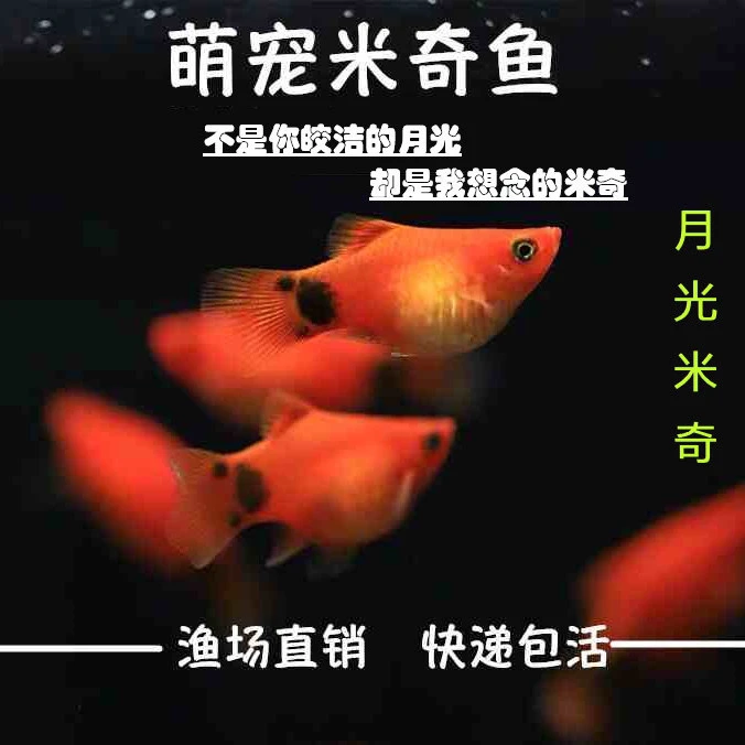 【多鱼】米奇鱼新手练手好养胎生鱼热带鱼