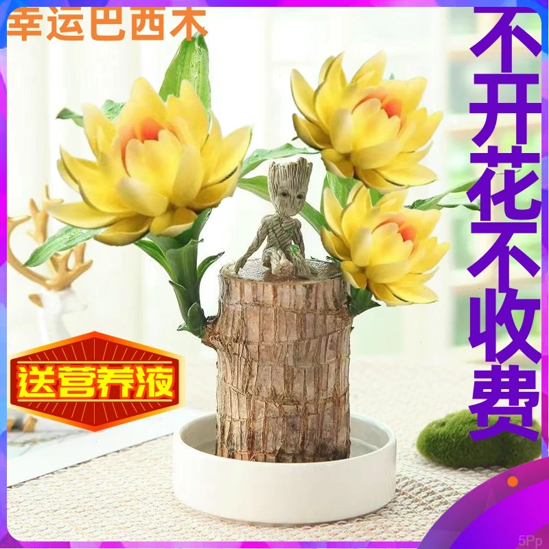 【可开花】网红驱蚊香花巴西木格鲁特水养盆栽室内四季绿植花卉