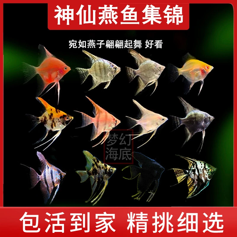 神仙鱼鱼燕鱼苗埃及七彩秘鲁红背埃及蓝红魔小大燕观赏鱼热带鱼