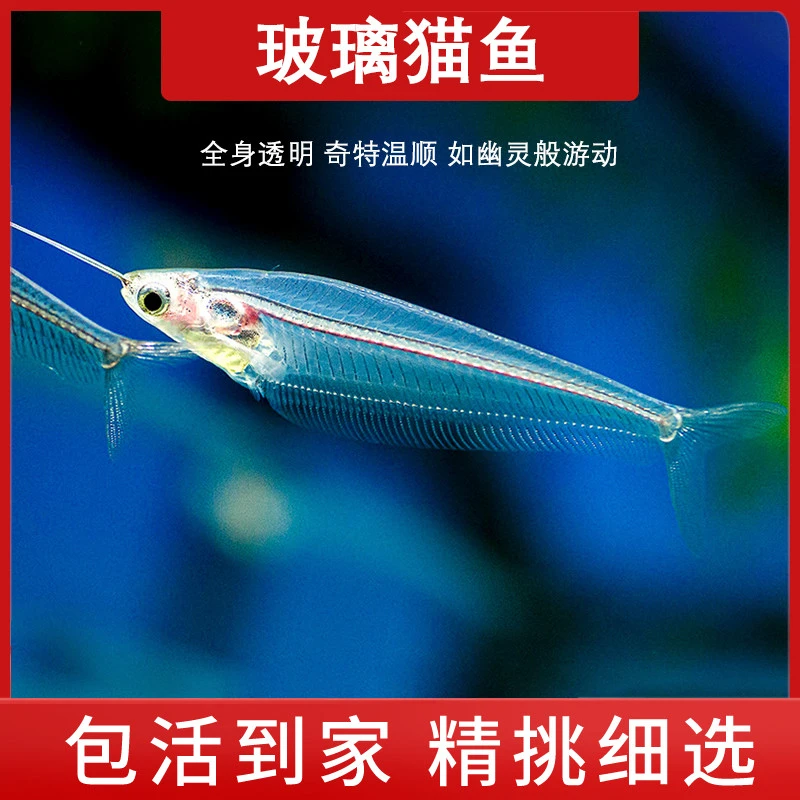 玻璃猫鱼猫头水晶鱼热带淡水草缸观赏活体透明小型鱼群游幽灵猫鱼