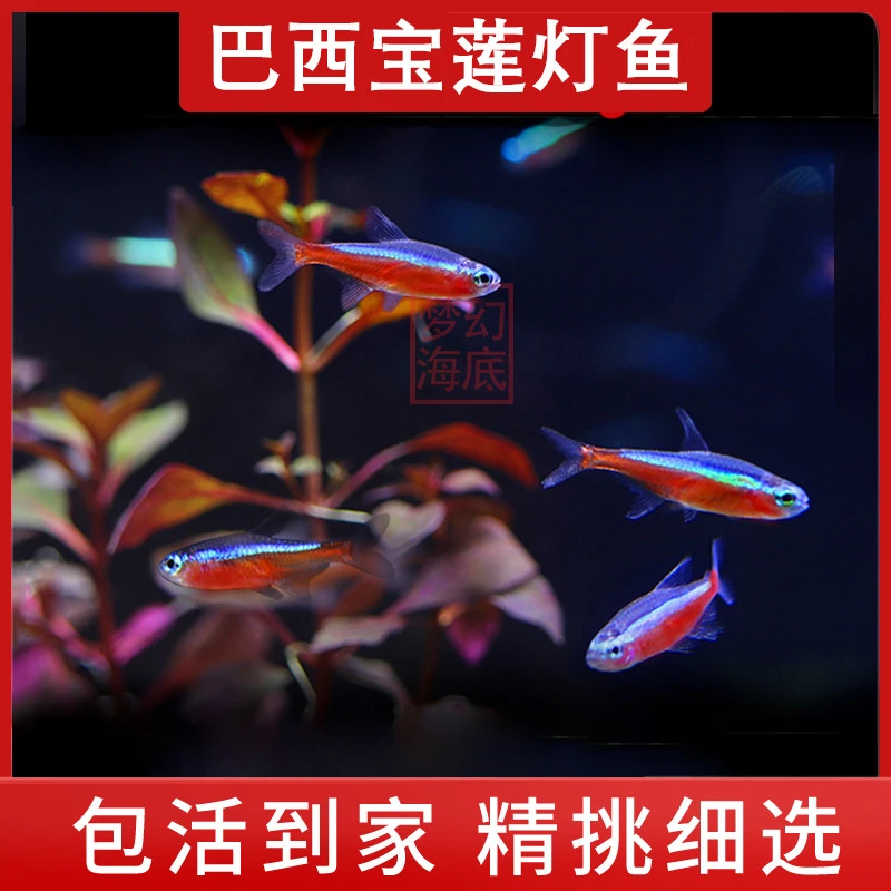 红绿灯鱼活体小型热带观赏鱼淡水灯科鱼群游鱼草缸宝莲灯鱼