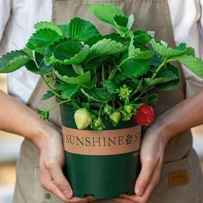 草莓苗带盆带土加仑盆原盆原土奶油草莓大果室内外阳台客厅种植