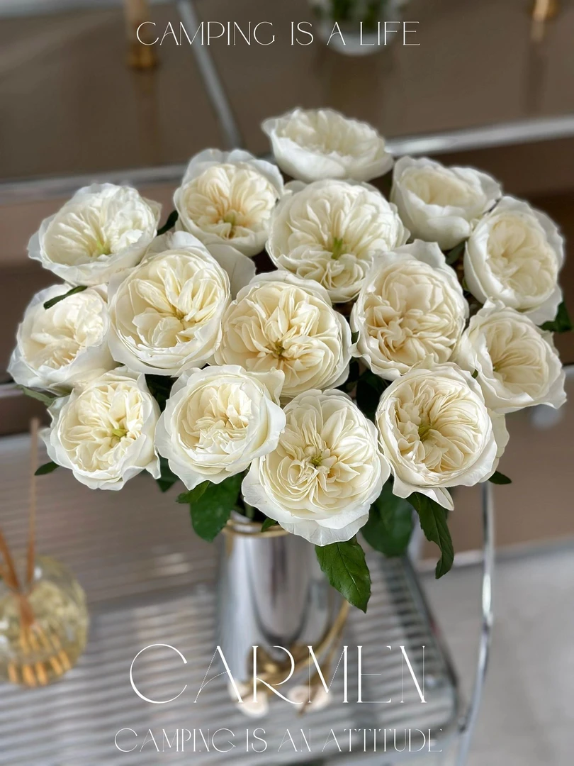 两件包邮！单头泰勒玫瑰10支（20％以内不售后）