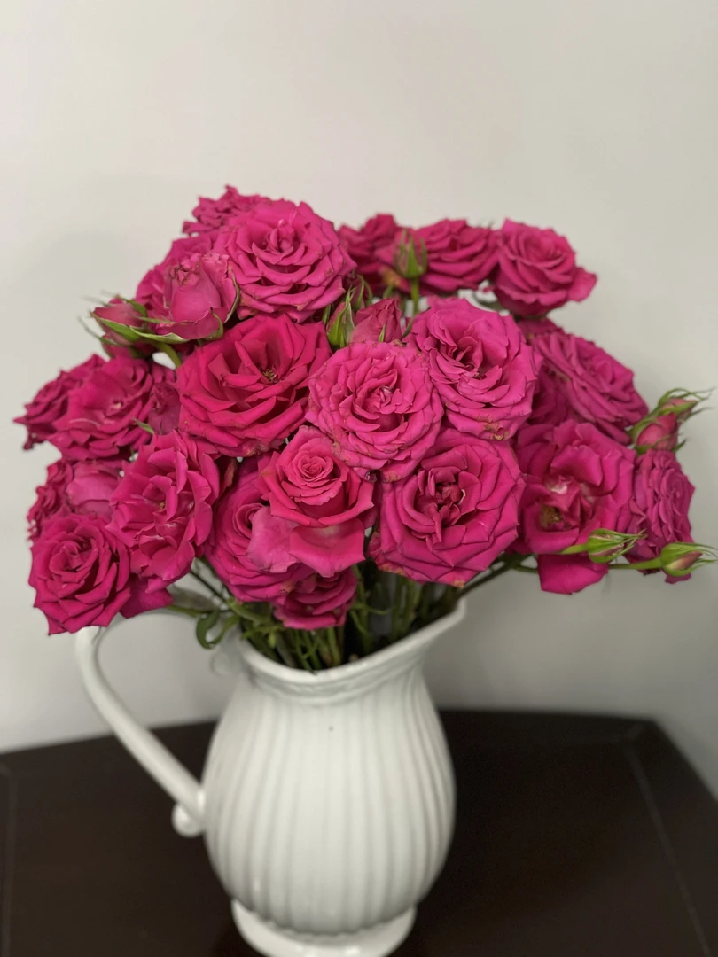 两件包邮！多头弗洛伊德玫瑰10支(20%以内不售后)