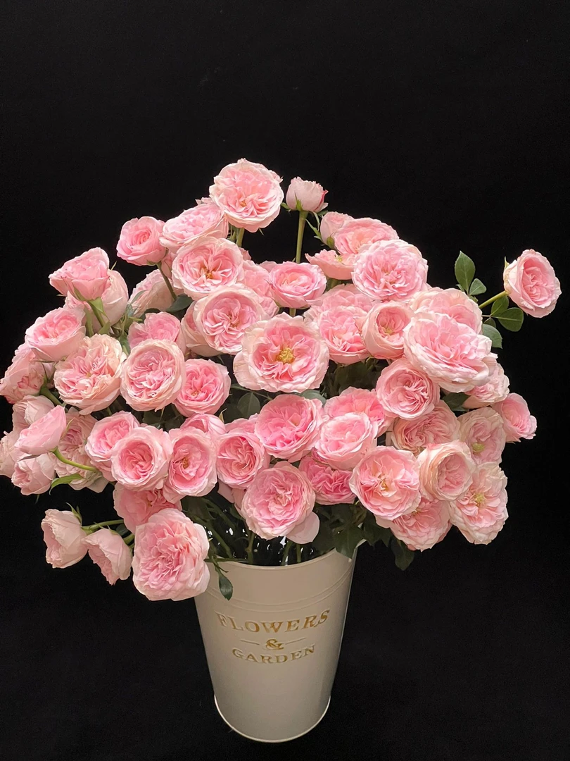 两单包邮！新娘梅拉玫瑰10只（20%不售后）