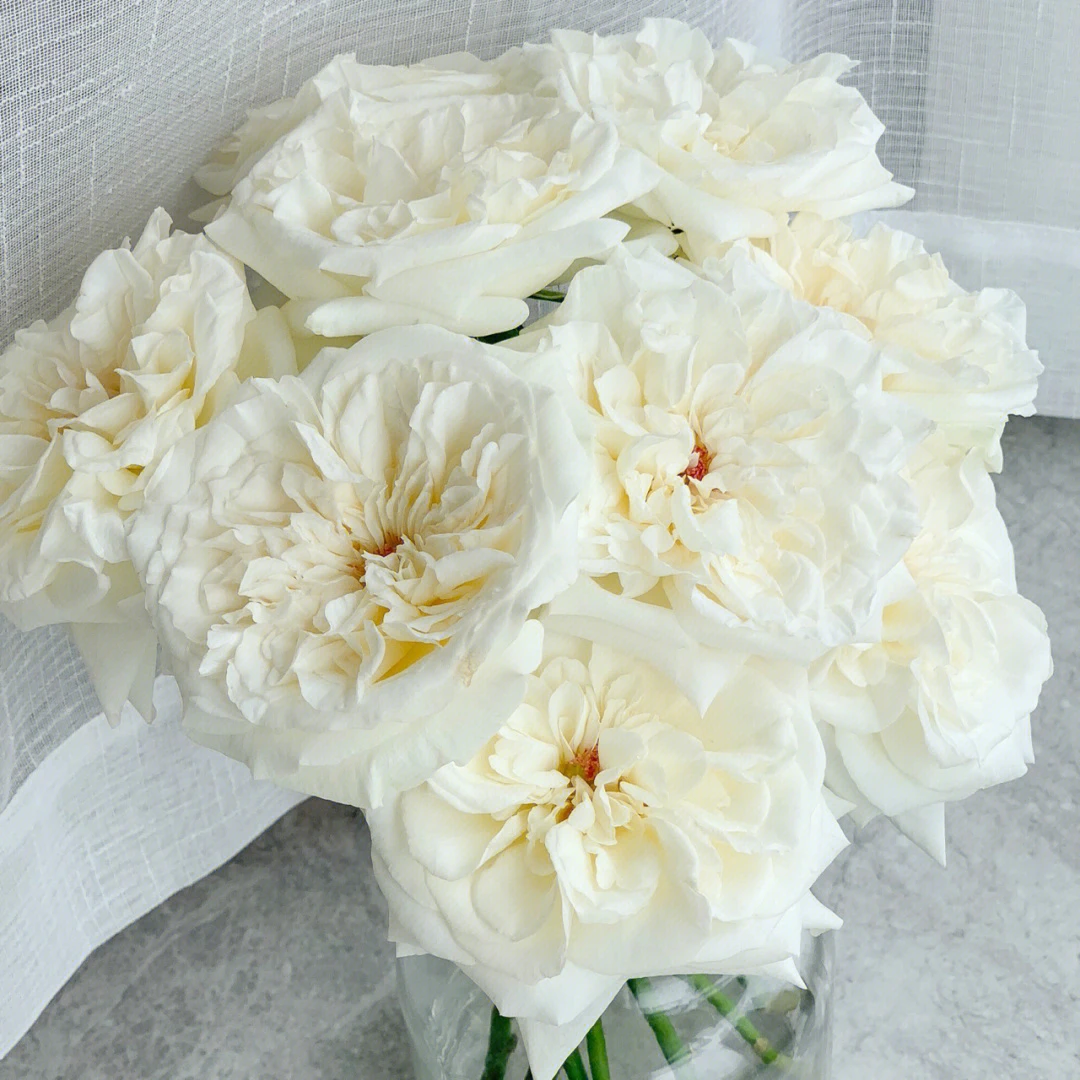 两单包邮！白荔枝玫瑰10支（20%不售后）