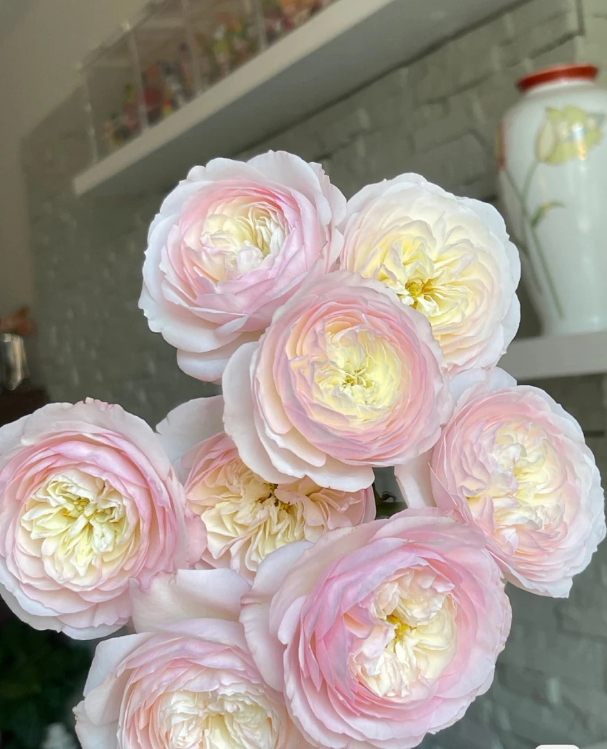 两件包邮！（花头小）单头凯拉20支(20%以内不售后)