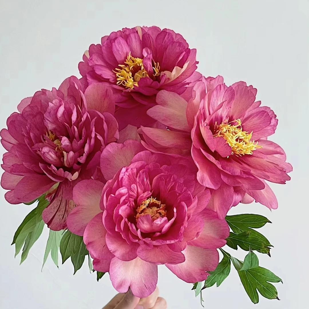 进口芍药花苗菏泽包对版（芭茨拉 希拉里 棒棒糖 奶油碗 落日珊瑚）