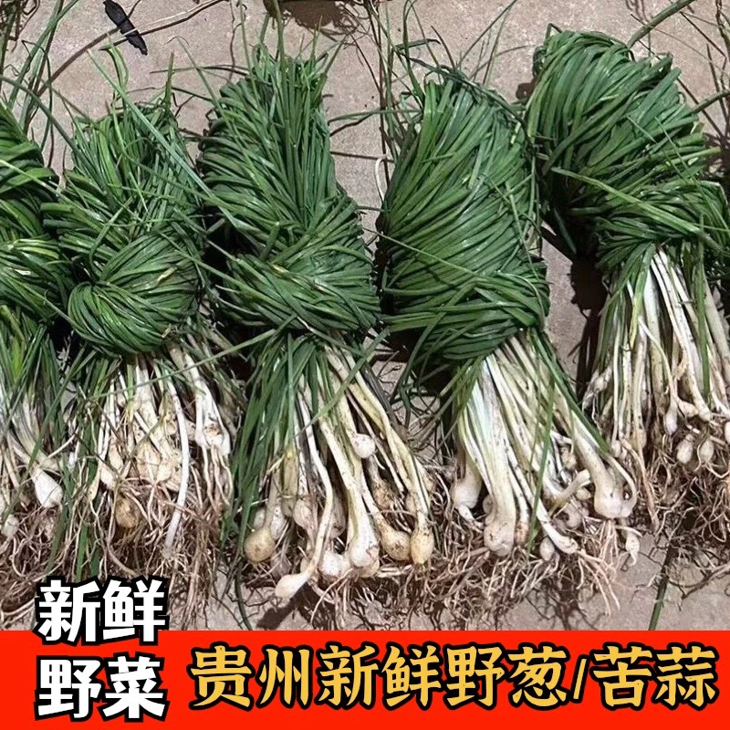 贵州新鲜鲜嫩产品野苦蒜野葱野小蒜山蒜野菜食用现挖炒腊肉凉拌
