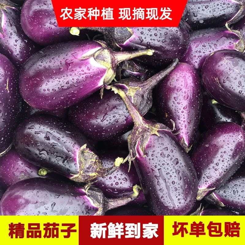 贵州圆茄子短茄子现摘发货露天种植应季蔬菜