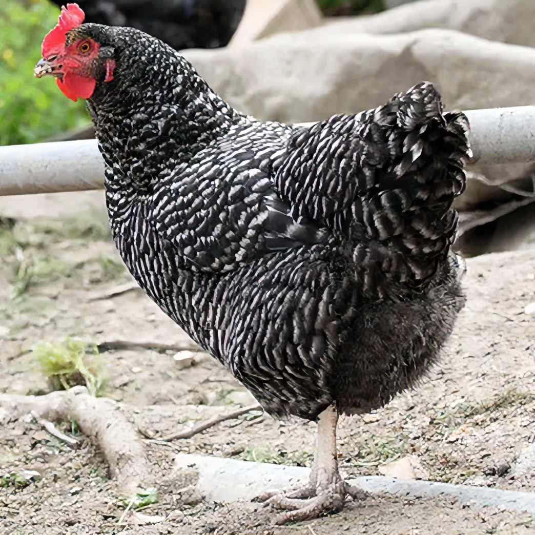 回农响高山正宗农村散养芦花鸡  2年老母鸡煲汤  保鲜速冻运输