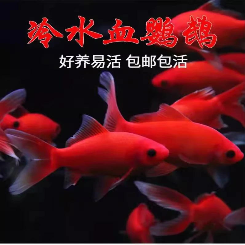 金鱼观赏鱼不怕冷好养冷水鹦鹉鱼红鹦鹉鱼儿小型耐活招财红金鱼活