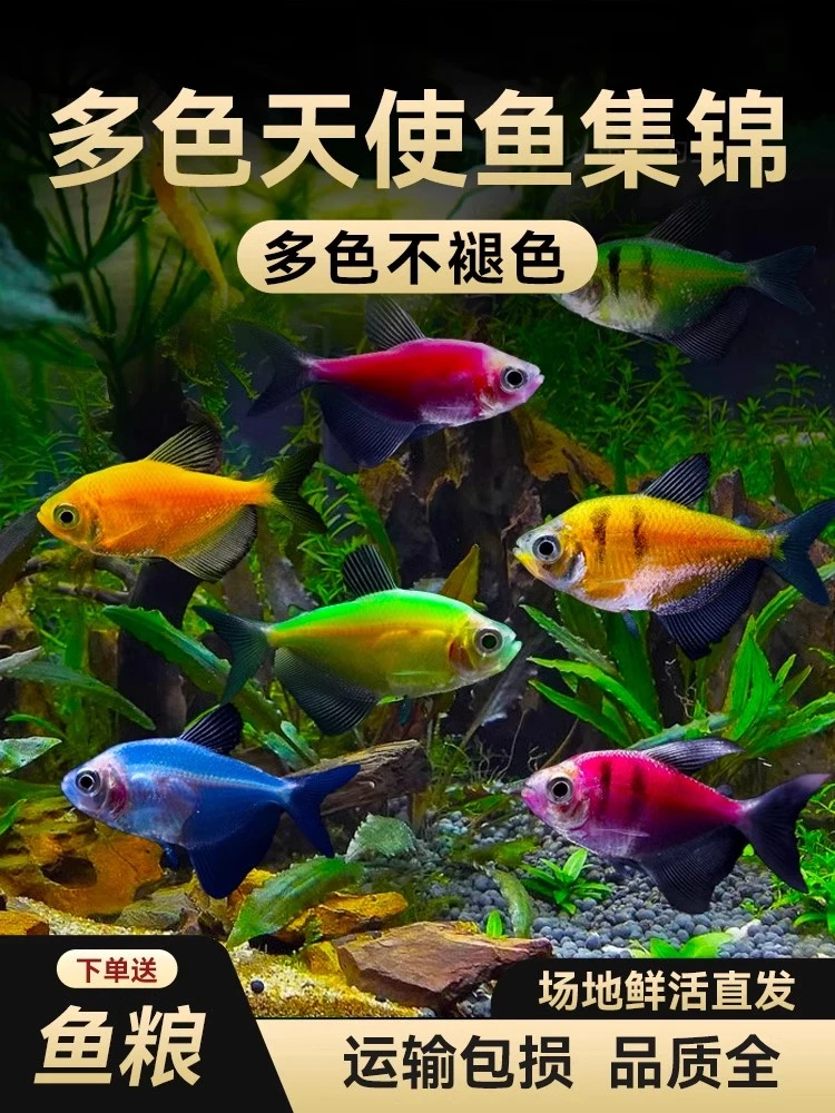 室内小鱼天使鱼观赏鱼群游懒人小型淡水好养耐活红天使热带鱼鱼苗