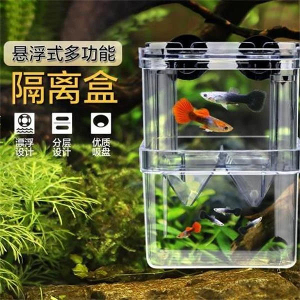母孔雀鱼繁殖神器隔离盒小型胎生鱼鱼缸隔离盒小鱼躲避透明孵化盒