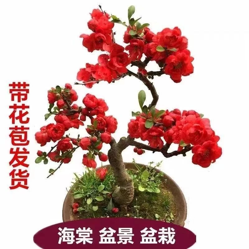 四季海棠花多头耐寒盆栽室内外阳台庭院花卉绿植