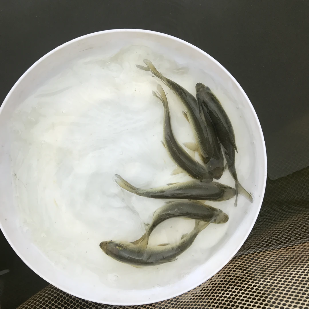 螺狮青鱼 黑鲩鱼 淡水鱼 宠物活体