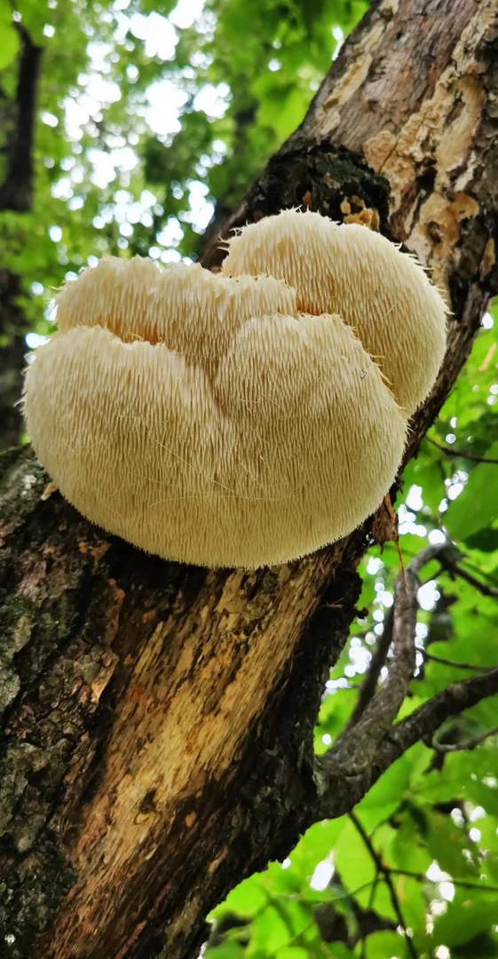 深山野生猴头菇干品顺丰包邮