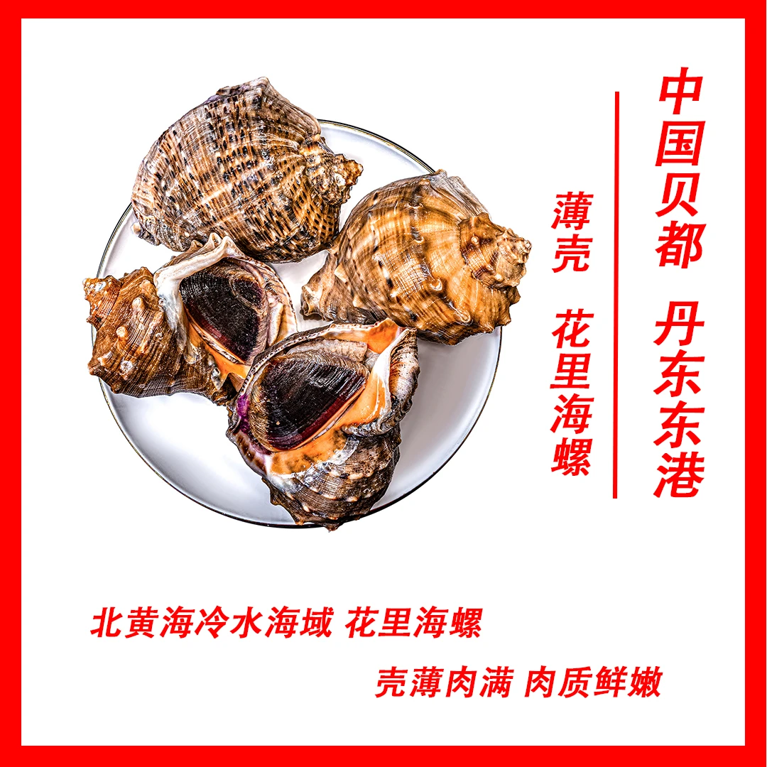 【丹东东港北黄海冷水 薄壳大海螺】 新鲜上岸鲜活大海螺 顺丰发货