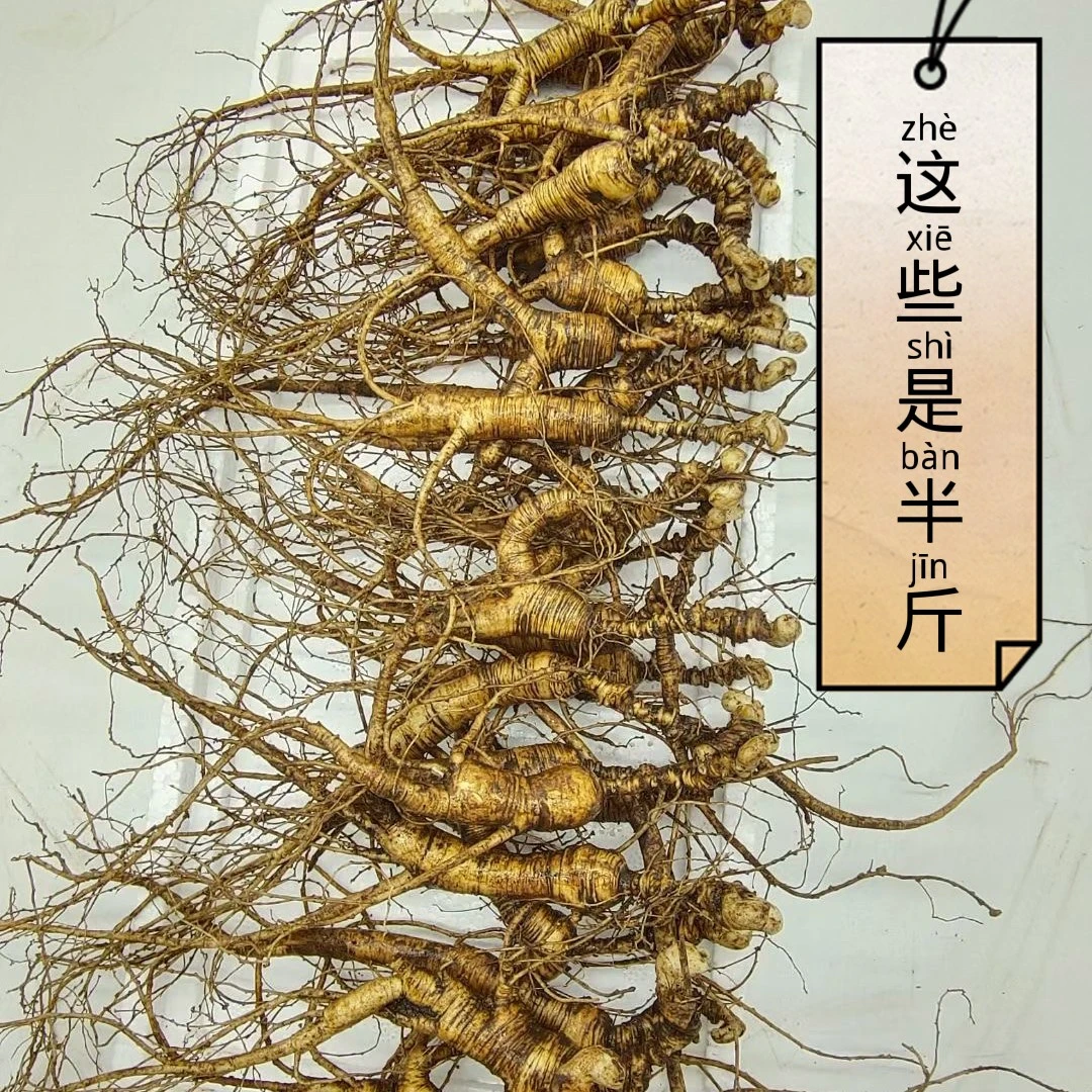 长白山人参，野播籽，带土新鲜人参，保鲜参250克