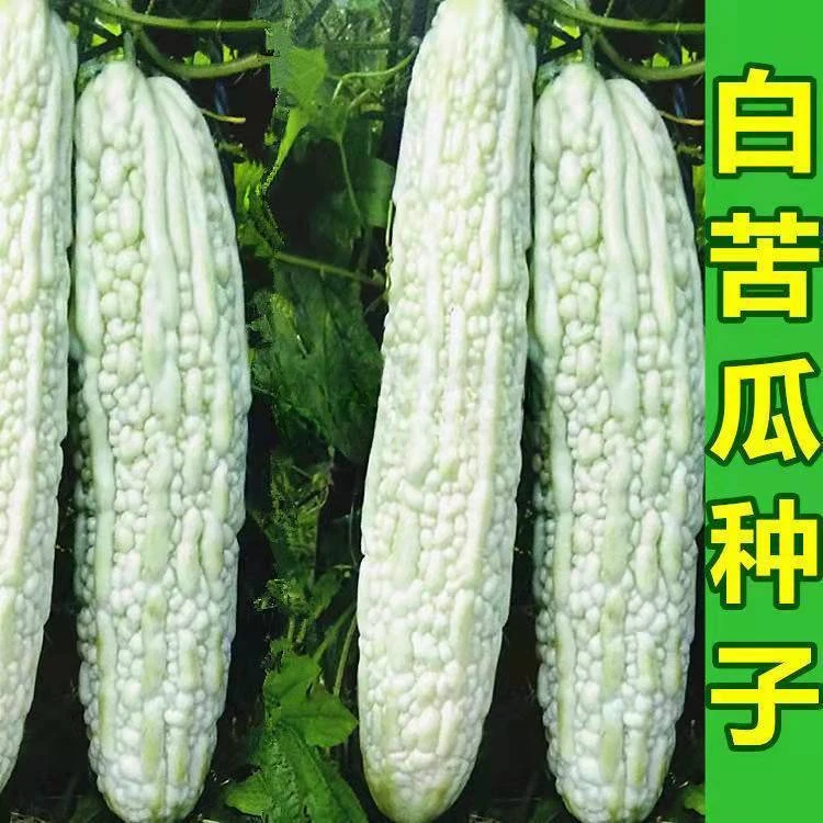 长绿苦瓜种子四季阳台季庭院阳台盆栽蔬果瓜果蔬菜子常绿苦瓜种籽