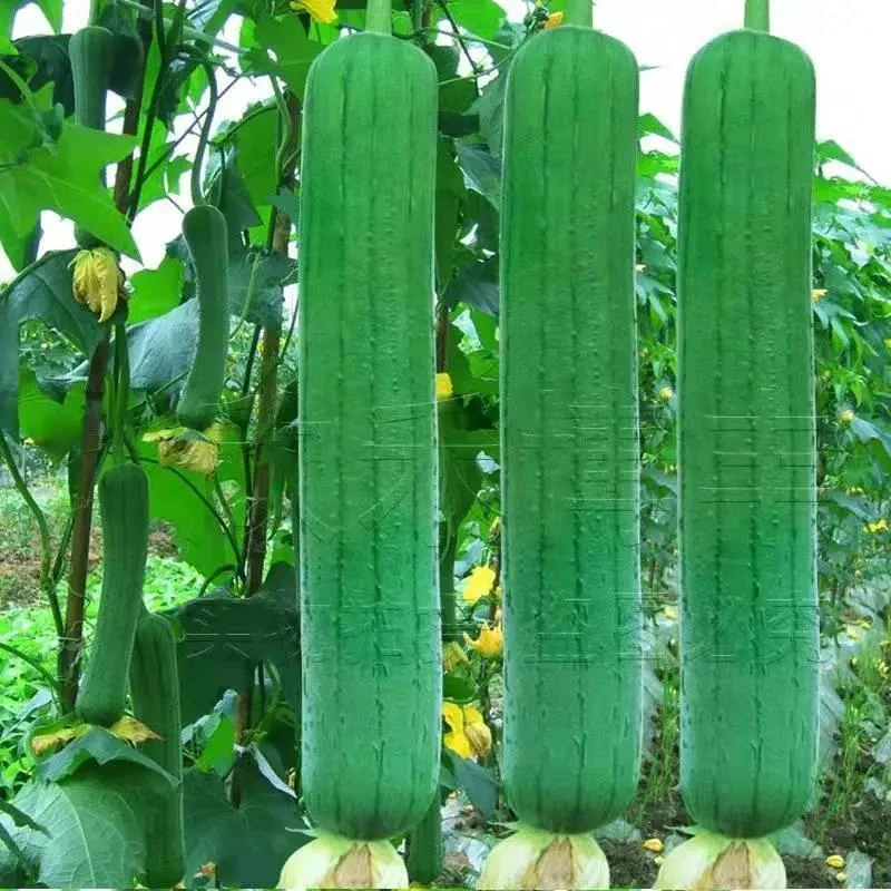 特大肉丝瓜种春夏秋季特长丝瓜籽农家庭院爬藤种子蔬菜菜种子