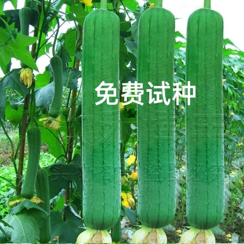 特大肉丝瓜种春夏秋季特长丝瓜籽农家庭院爬藤种子蔬菜菜种孑