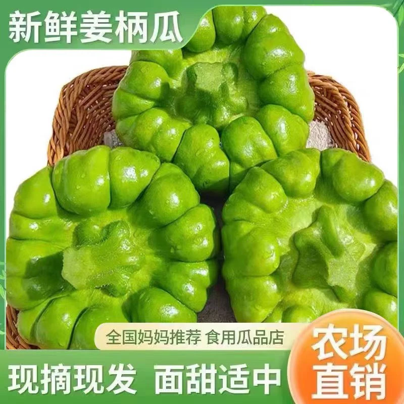 正宗云南姜柄瓜新鲜蔬菜脆嫩健康鲜嫩口感新鲜产地发货批发