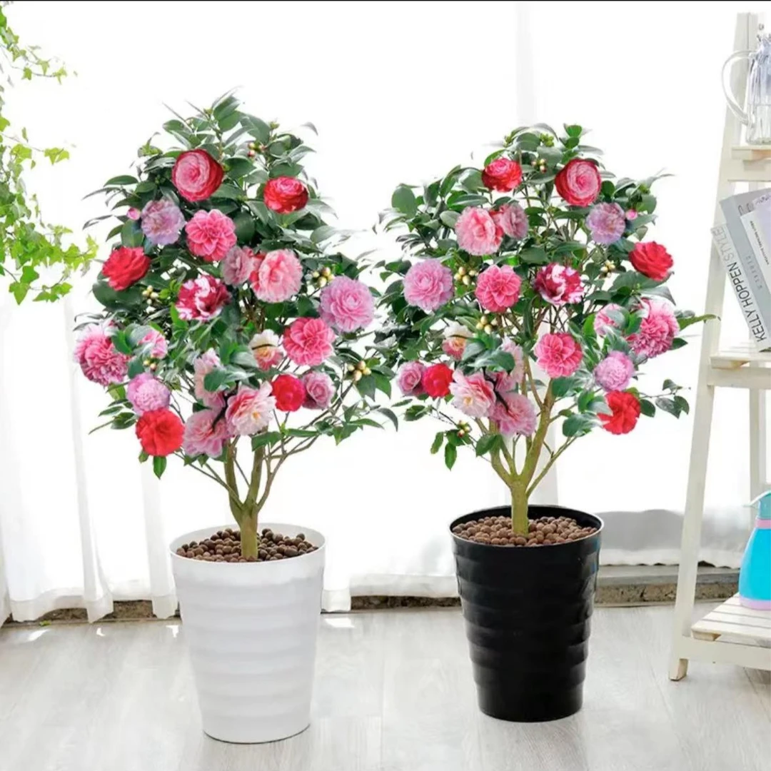【五色赤丹山茶花苗】名贵品种 耐寒 四季开花阳台庭院客厅花卉植物