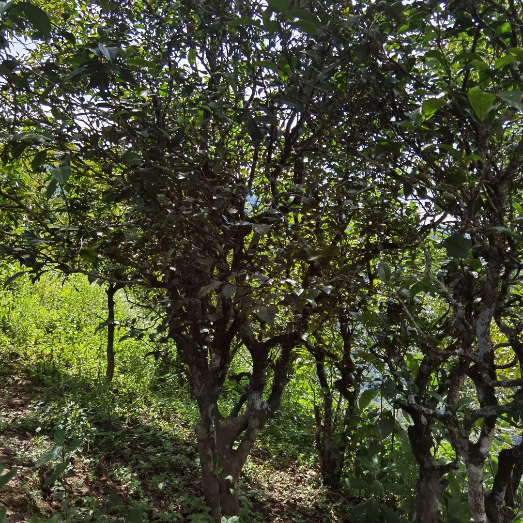 2021小户赛古树生茶晚秋散茶100