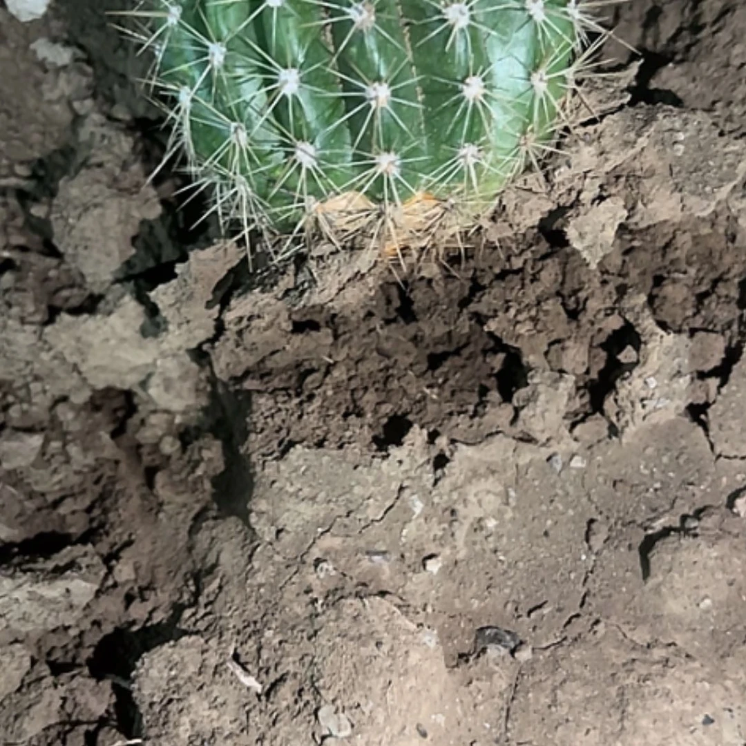 【闪购商品】虞美人瑕疵有疤