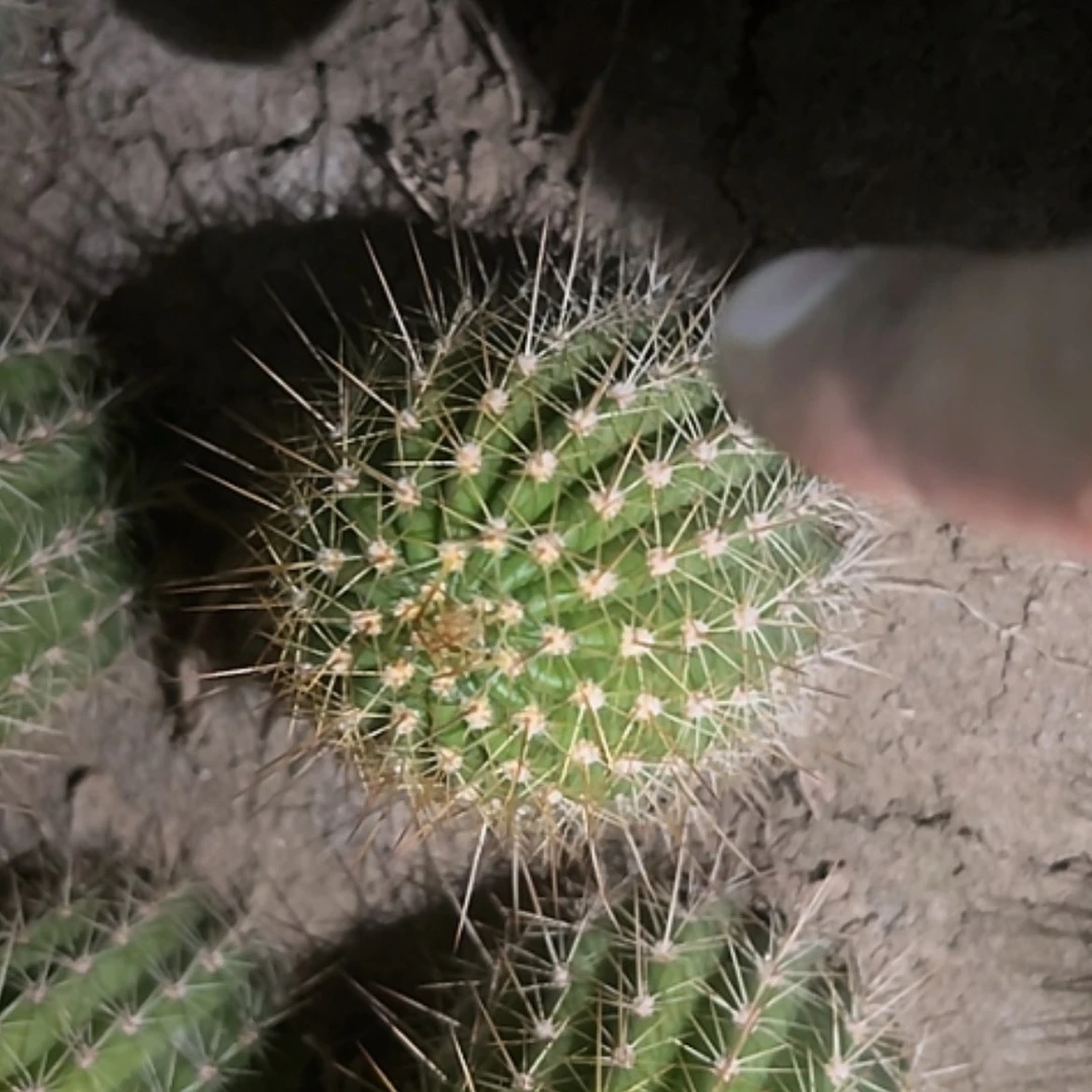 【闪购商品】清清3-95根