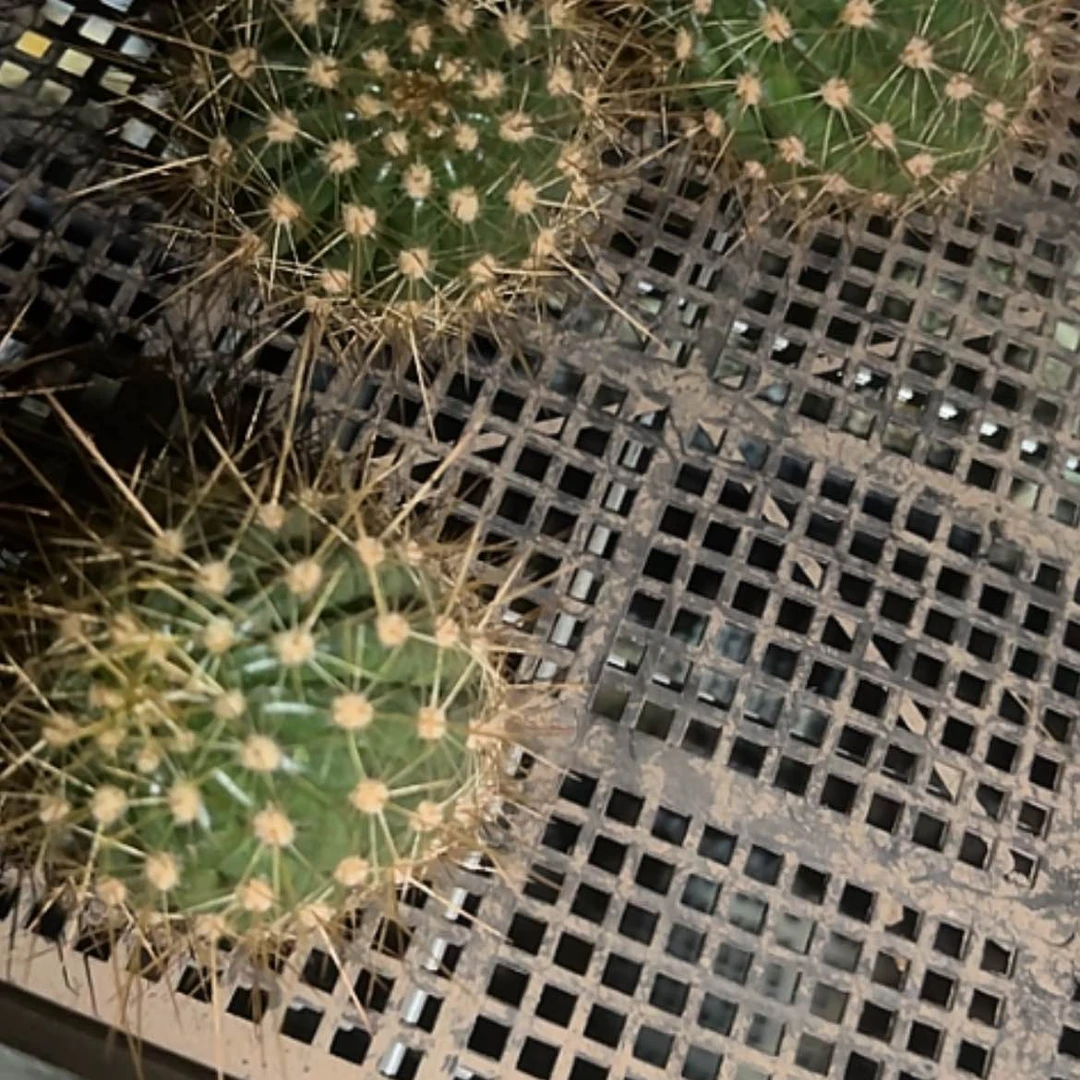 【闪购商品】冰糖心侧牙