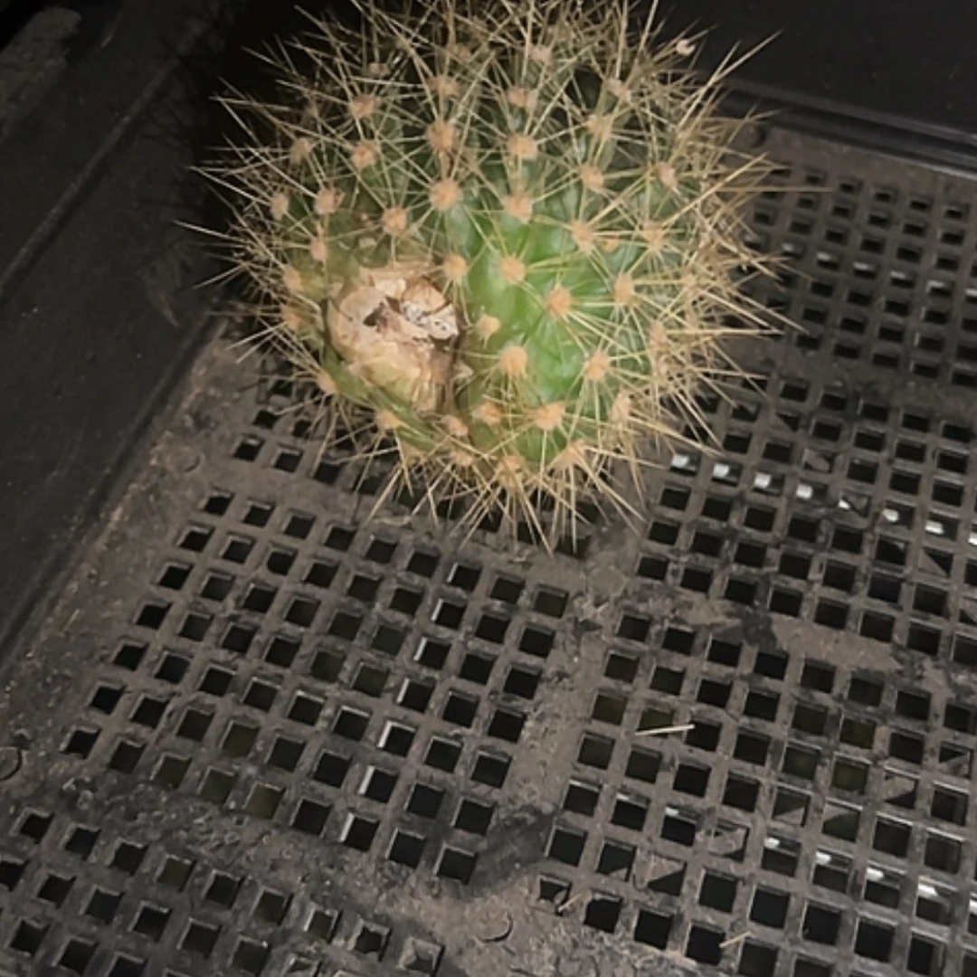 【闪购商品】仙人球醉美侧牙