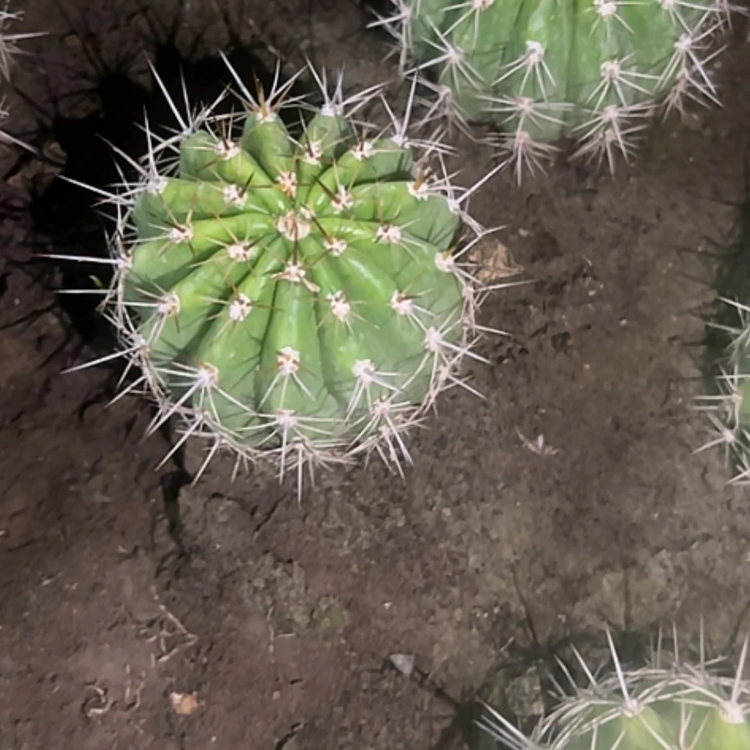 【闪购商品】清清3-278姐妹花