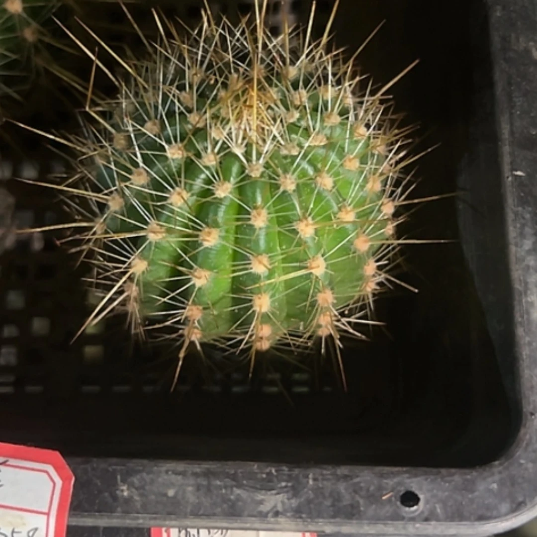 【闪购商品】温淳侧牙