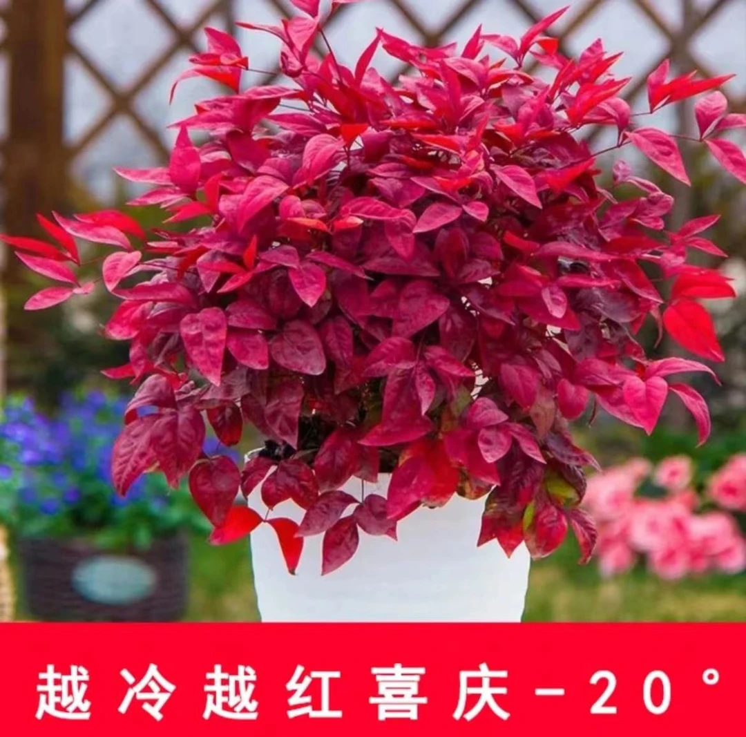 火焰南天竹盆栽 观叶绿植阳台庭院室内外皆可养耐热耐寒新手好养