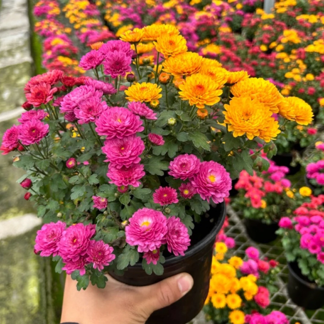 趣味千头球菊庭院阳台混色