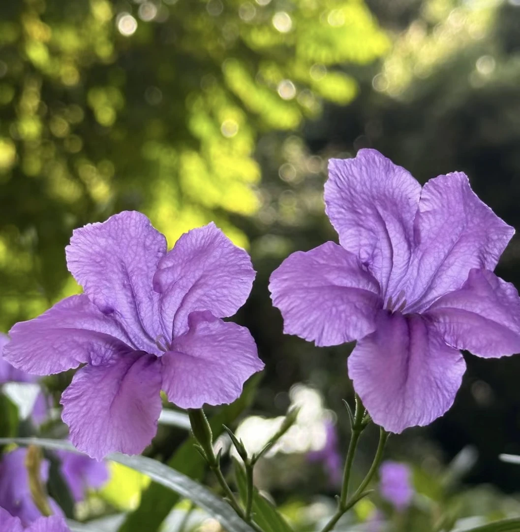 兰花草 矮生翠芦莉盆栽 耐热多年生宿根植物
