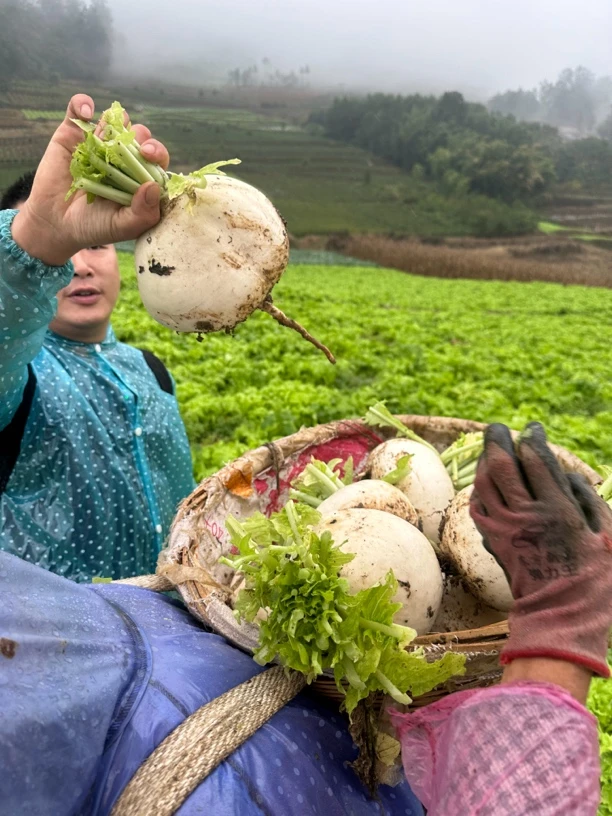峨眉山高山萝卜圆萝卜甜的很