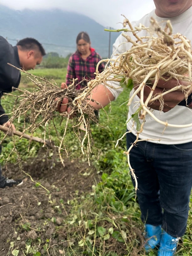 乐山新鲜折耳根带叶现挖猪鼻孔鱼腥草