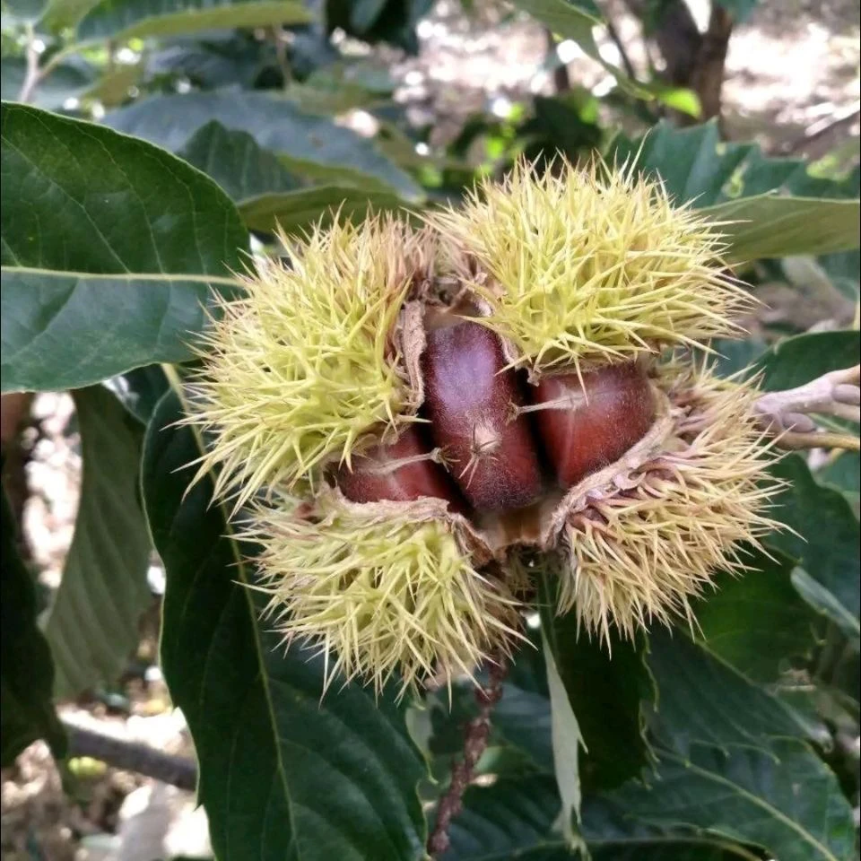 峨眉山野生小板栗生吃脆香甜熟吃粉糯香甜