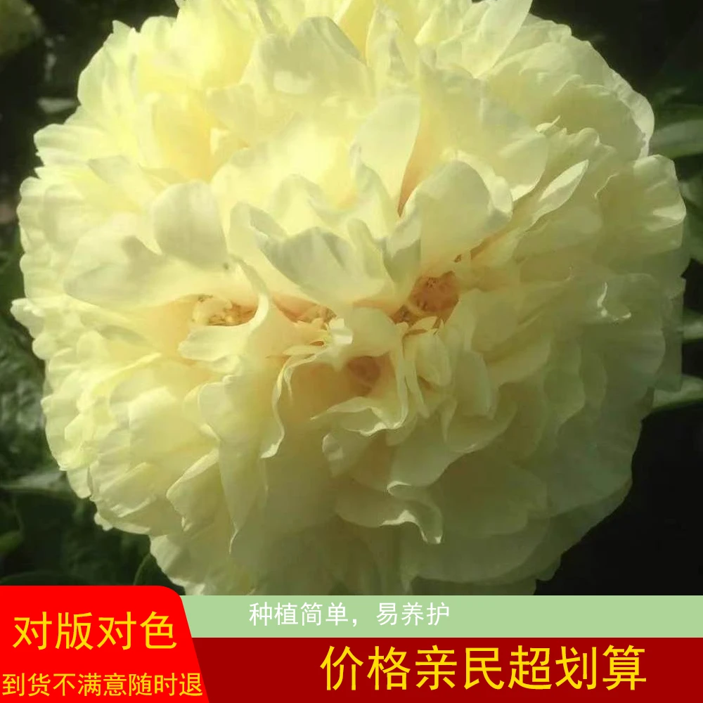 【阳光男孩】芍药花苗 新品首发 观赏重瓣大花庭院盆栽种植