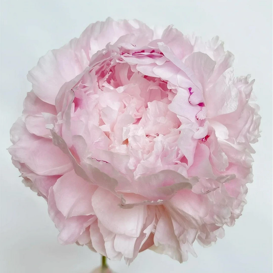 【枕边语】芍药花苗