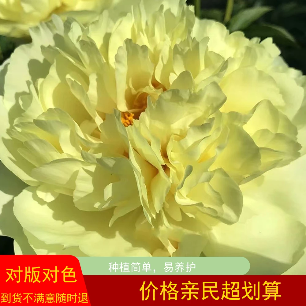 【阳光女神】芍药花苗，新品首发  绿植盆栽地栽 产地直发
