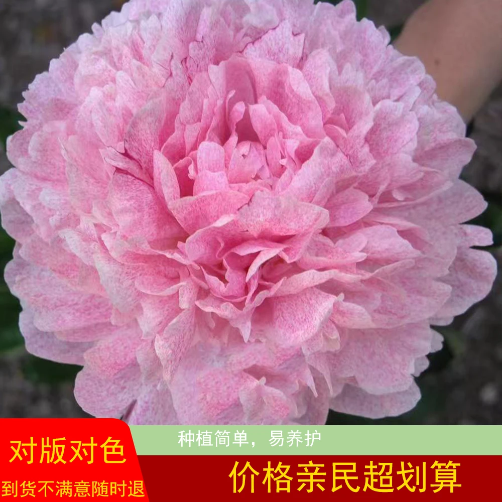 【尼科】新品芍药  小鹿升级版花瓣磨砂质感 重瓣大花庭院阳台种植